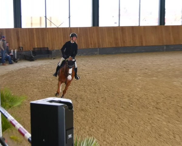 Reitturnier Zwickau 2023
