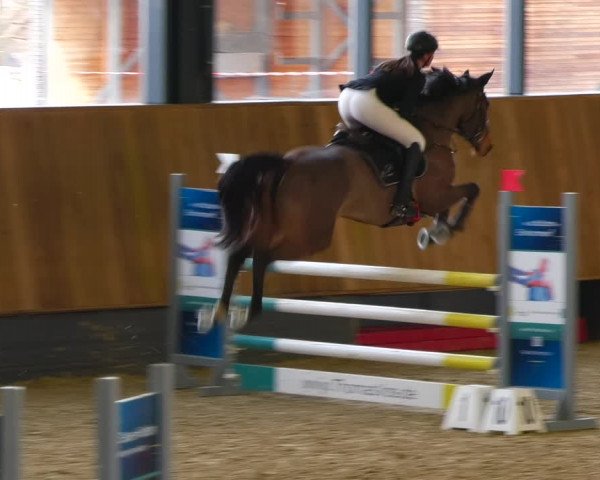 Reitturnier Zwickau 2023