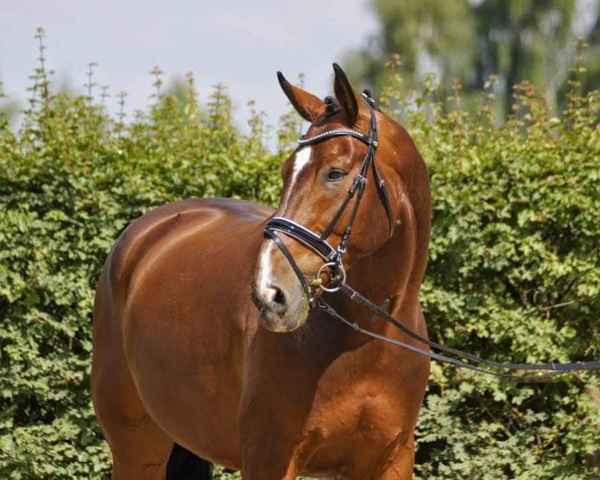 Springpferd Remy Moore (Hannoveraner, 2005, von Remy Martin Pur S)