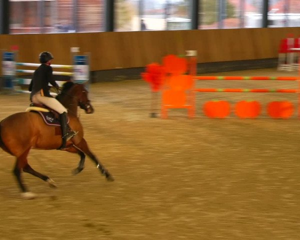Reitturnier Zwickau 2023