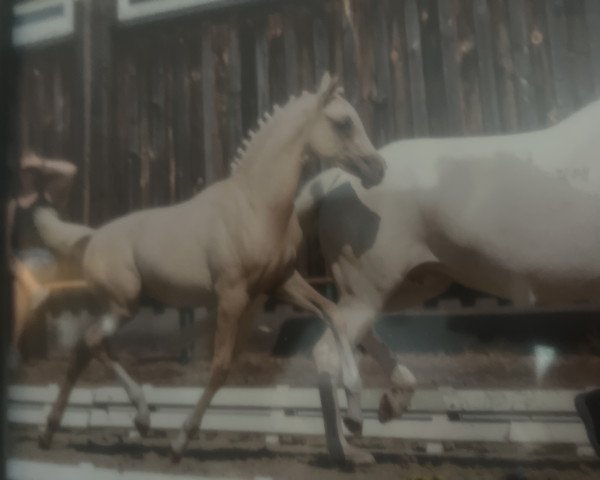 Dressurpferd Gentle Gold 3 (Deutsches Reitpony, 2018, von Holsteins Gentleman)