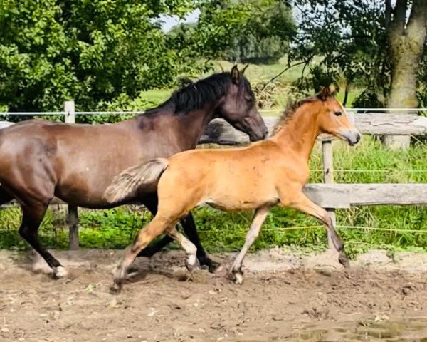 horse Kiss Royale (German Riding Pony, 2022, from Crown Charm of Royal)