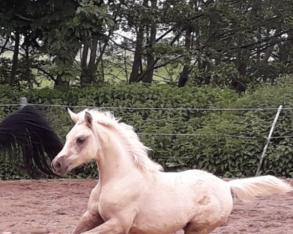 horse Sayameh (Arab half breed / Partbred, 2019, from Expecto Patronum 3)