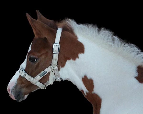 horse Ghost of Elvis RW (German noble blood horse, 2020, from Ghost of Manitu RW)