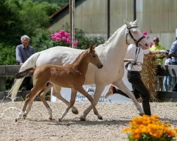 stallion Hulapalu RW (Württemberger, 2016, from Heart-Throb BS)