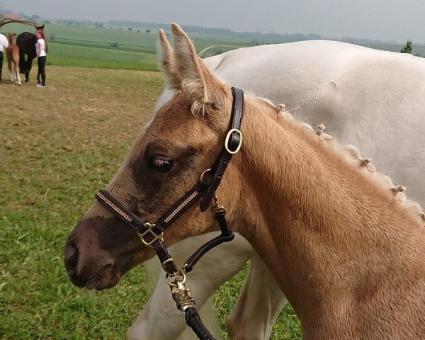 Pferd Qlückskeks RW (Deutsches Sportpferd, 2018, von DSP Quasi Gold Md)