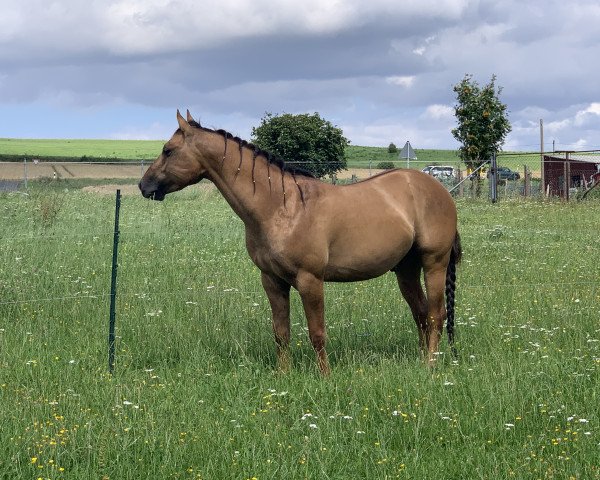 Deckhengst Dun Its A Dream (Quarter Horse, 2017, von Hollywood Dun It)