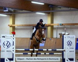 jumper Calavino 3 (Oldenburg show jumper, 2017, from Conthargos)