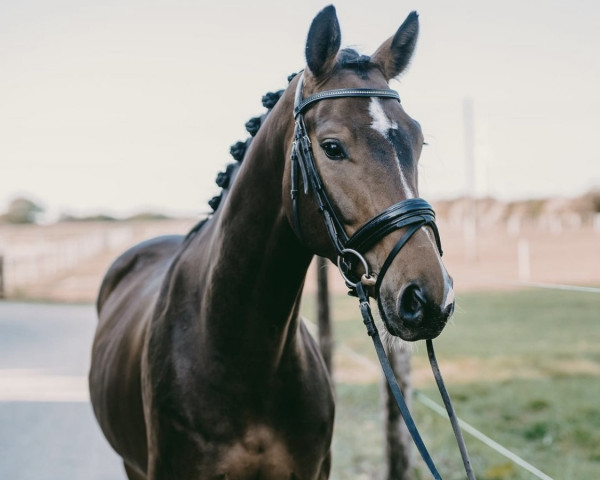 horse Entourage (Westphalian, 2016, from Ehrenpreis)