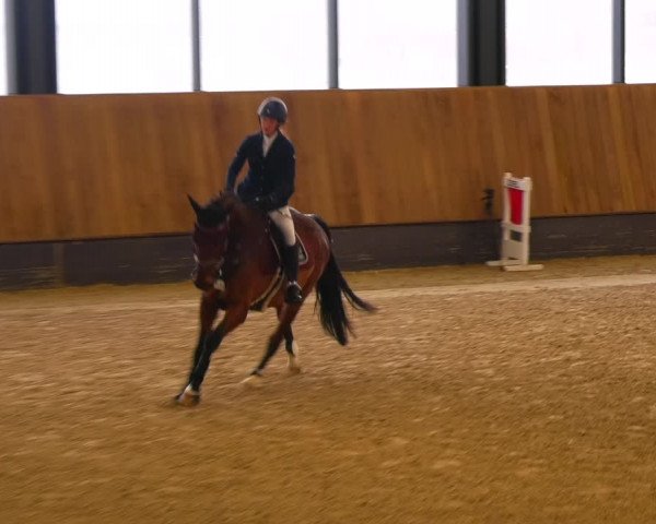 Reitturnier Zwickau 2023