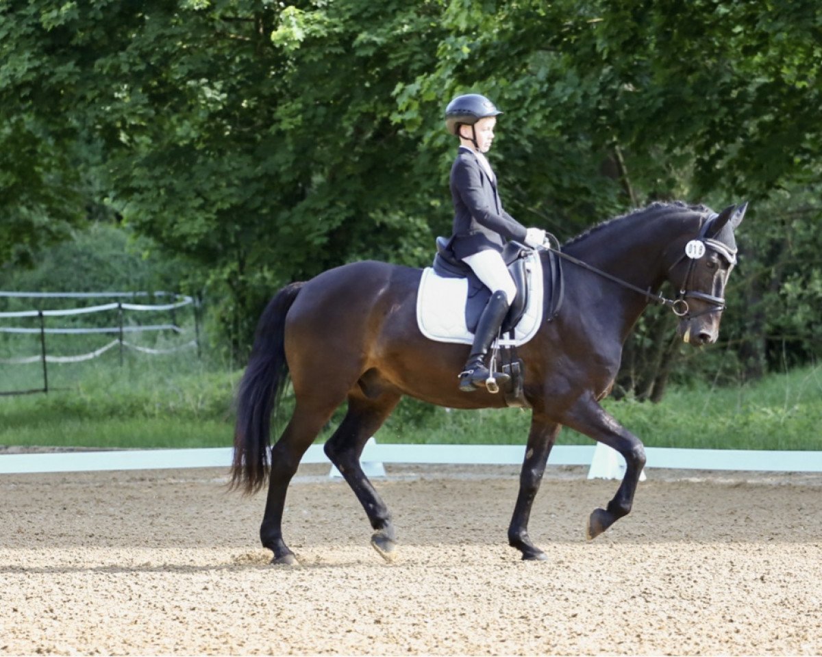 Springpferd Caracas 88 (Holsteiner, 2007, von Calato)