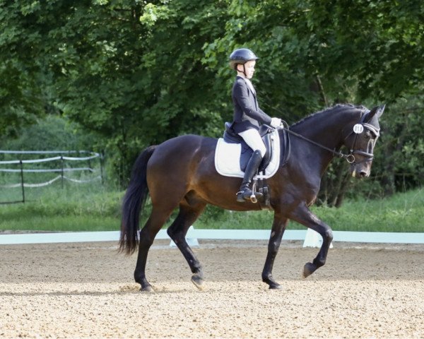 Springpferd Caracas 88 (Holsteiner, 2007, von Calato)