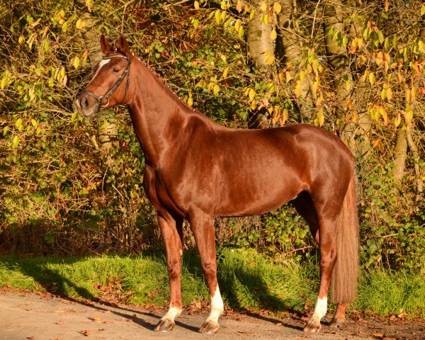 broodmare Fire And Flame 2 (Oldenburg, 2015, from For Romance I)