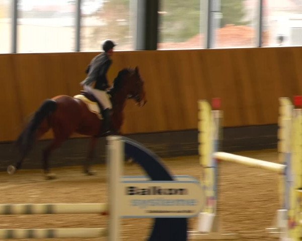 Reitturnier Zwickau 2023