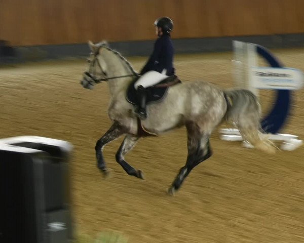 Reitturnier Zwickau 2023