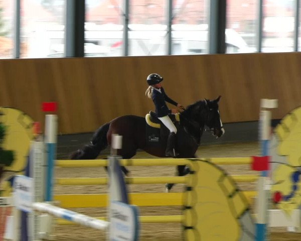 Reitturnier Zwickau 2023
