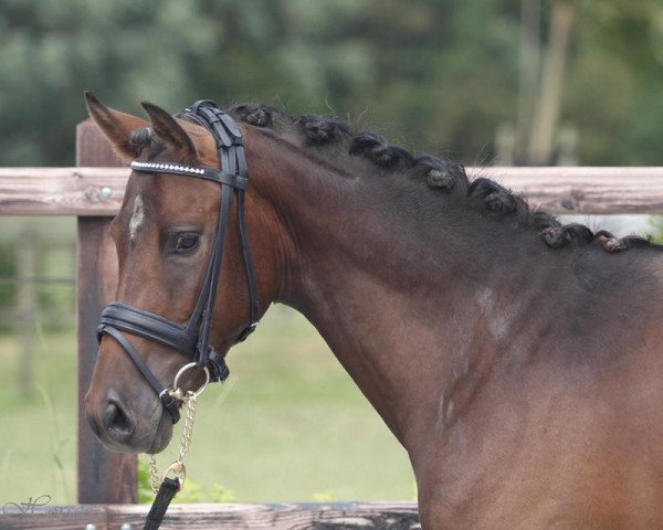 horse Orchid's Rowdy (Dutch Pony, 2012, from Kantje's Carlando)