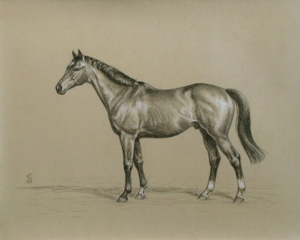 jumper Wintero CH (Thoroughbred, 2001, from Street Rebel xx)