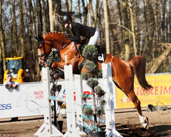 Springpferd Comme Ca (Holsteiner, 2015, von Comme il Faut)