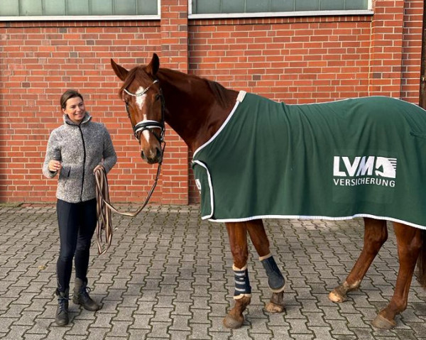 Pferd Dornröschen 251 (Hannoveraner, 2019, von Daily Diamond)