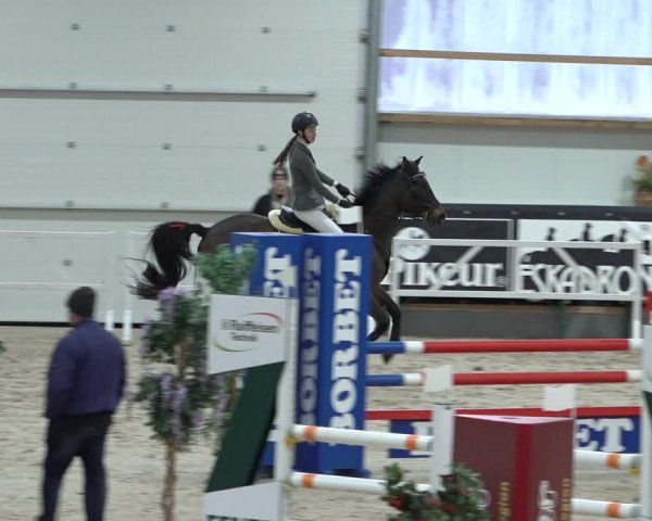 Reitturnier Borken 2023
