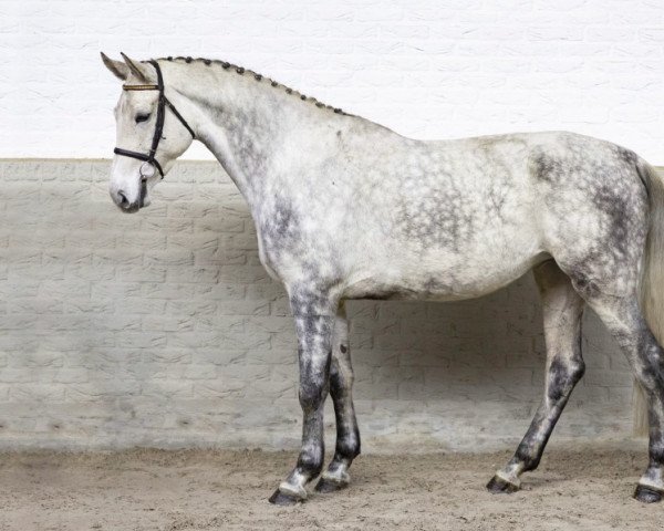 Broodmare Hosianna (Holsteiner, 2015, from Cornet Obolensky)
