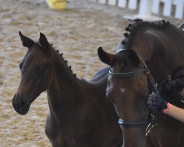 Pferd Niquito (Deutsches Reitpony, 2018, von Pav New York)