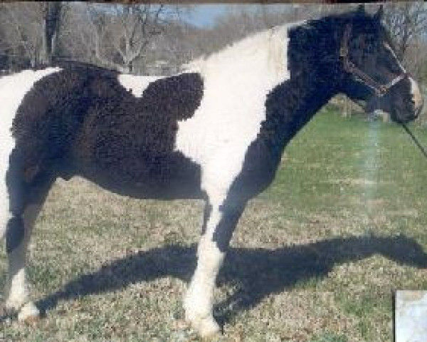 Pferd Oreo II (Baschkire / Bashkir Curly / Curly Horse, , von Teoc Painted T) Pferd Oreo II (Baschkire / Bashkir Curly / Curly Horse, , von Teoc Painted T)