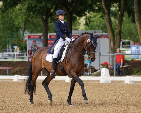 dressage horse Wyona (Hanoverian, 2000, from Walt Disney I)