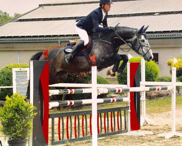 Springpferd Cameloth 2 (Rheinländer, 2010, von Cornado NRW)