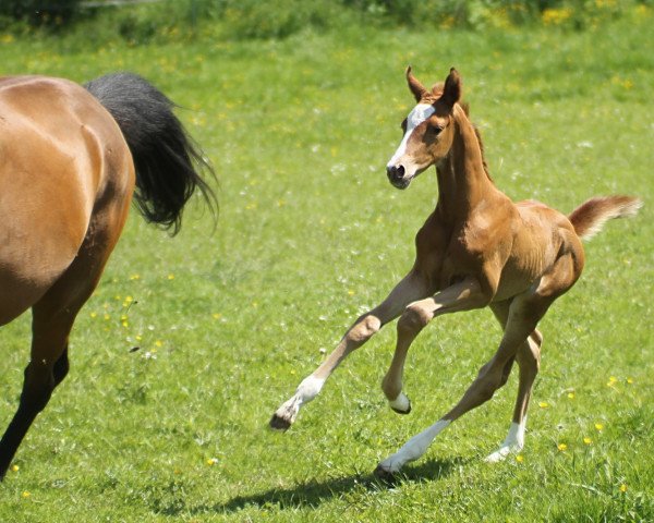Pferd Wakando (Trakehner, 2021, von Ganderas)