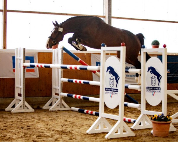 jumper Lütten Million Dollar (Holsteiner, 2018, from Million Dollar)
