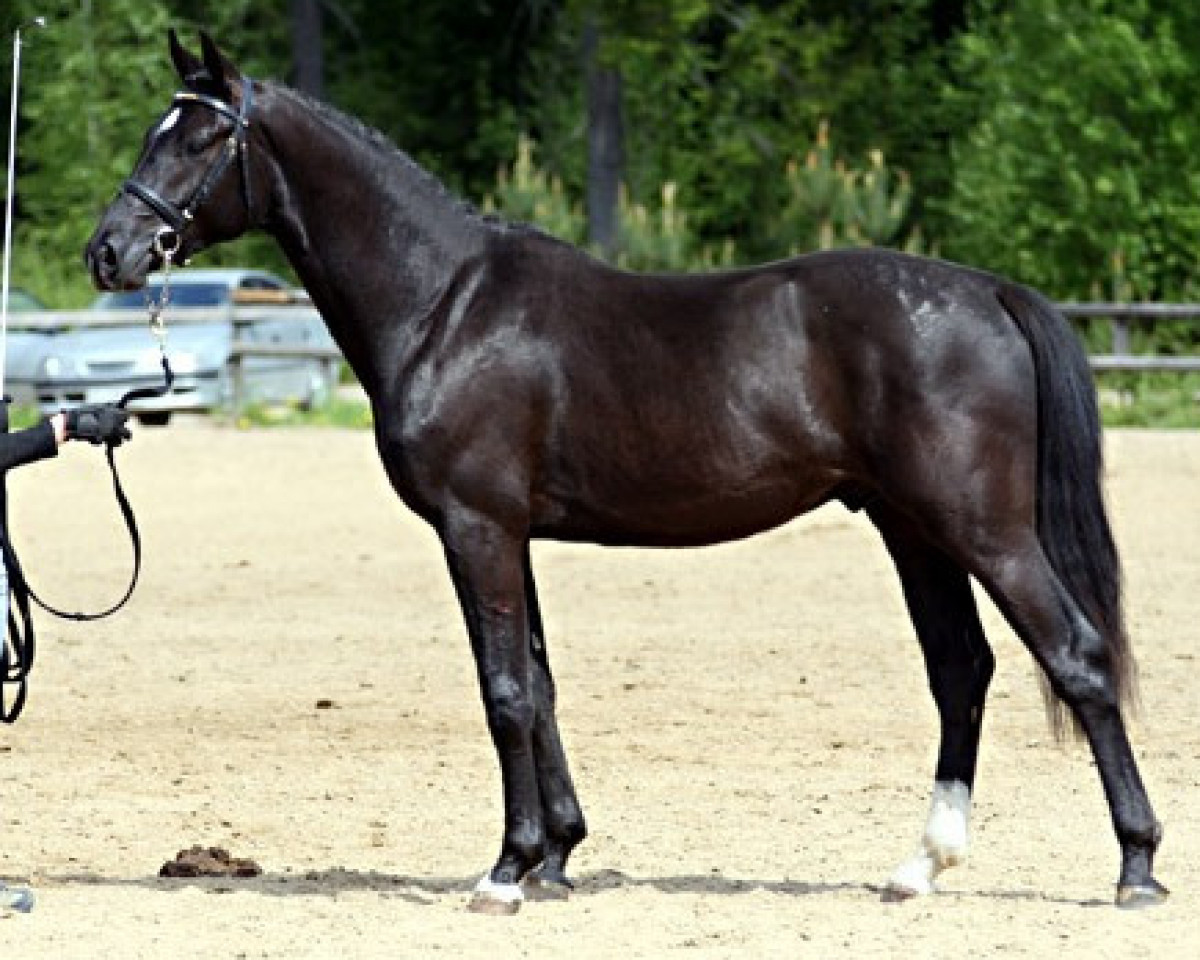 Deckhengst Pin Rock's Black Velvet 147 FIN (Finnisches Warmblut, 2006, von Sir Donnerhall I)
