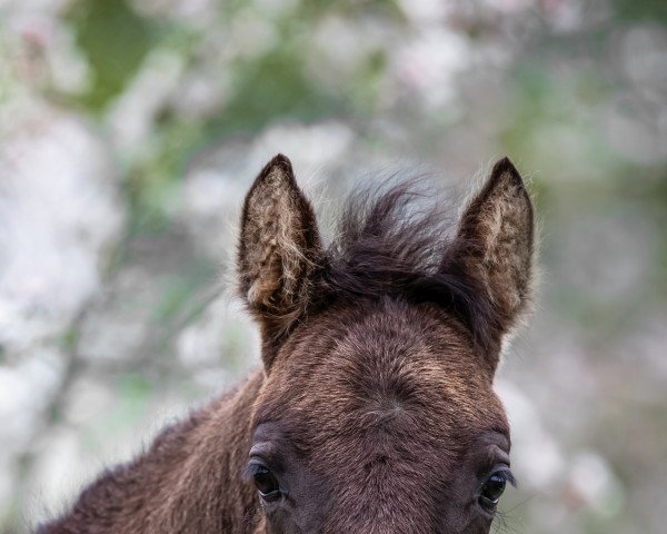 horse Letsfly Kronjuwel (German Riding Pony, 2021, from Kent Nagano WE)