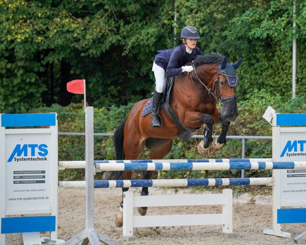 jumper Golden Angel 12 (KWPN (Royal Dutch Sporthorse), 2011, from Eldorado van de Zeshoek)