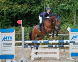 jumper Golden Angel 12 (KWPN (Royal Dutch Sporthorse), 2011, from Eldorado van de Zeshoek)