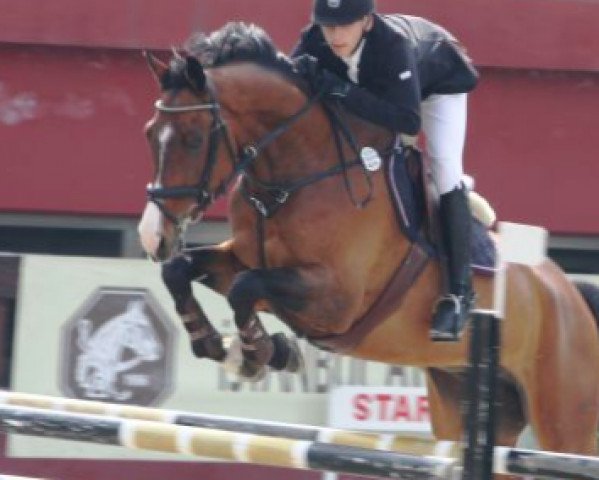 jumper Leon G (German Sport Horse, 2004, from Lesotho)