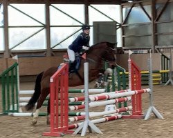jumper Cuffstown Socks (Pony without race description, 2013)