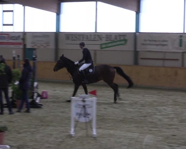 Reitturnier Steinhagen 2023