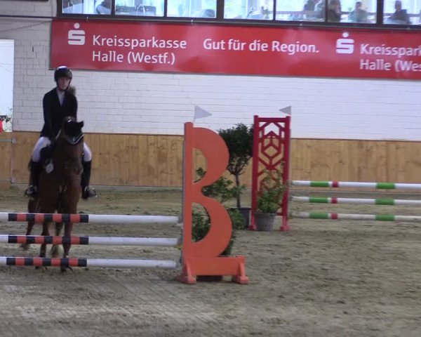 Reitturnier Steinhagen 2023