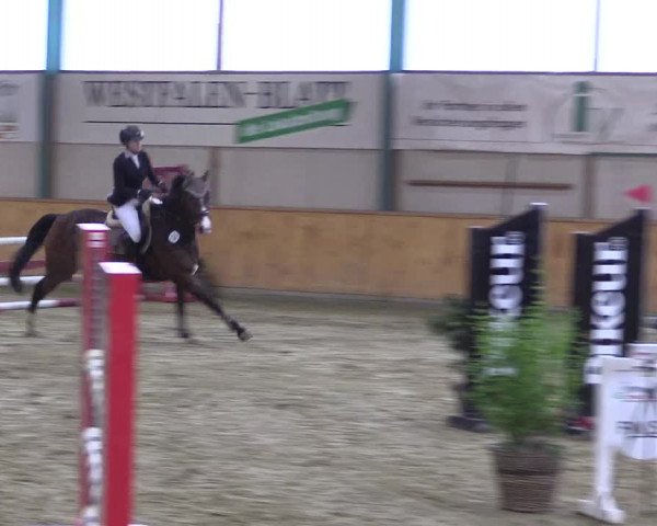 Reitturnier Steinhagen 2023