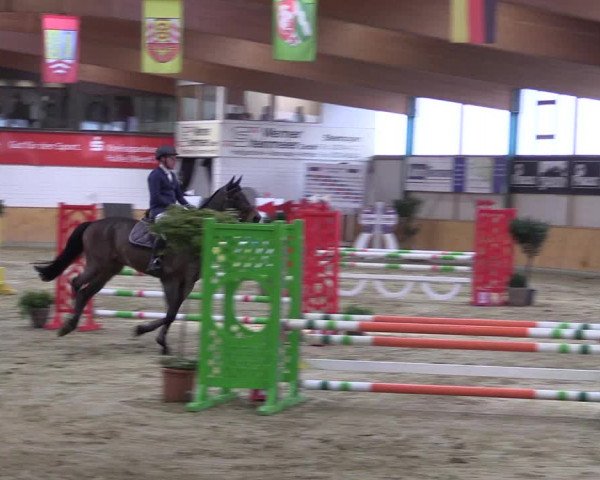 Reitturnier Steinhagen 2023