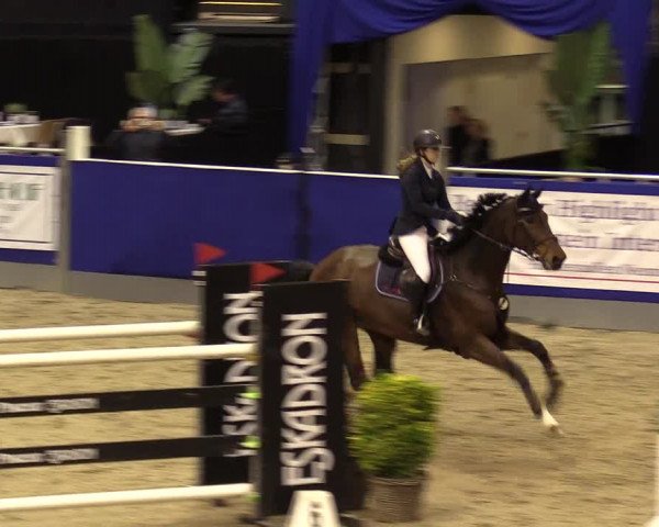 FEI Reitturnier Neumünster (GER) 2021