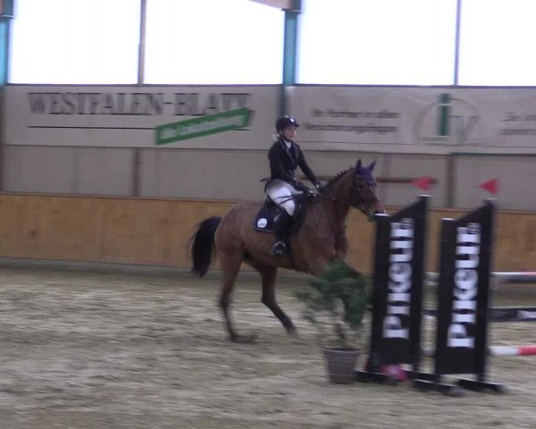 Reitturnier Steinhagen 2023