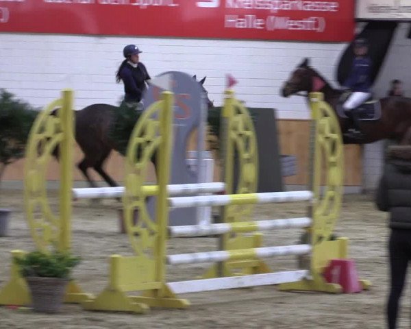 Reitturnier Steinhagen 2023