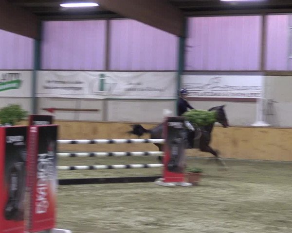 Reitturnier Steinhagen 2023