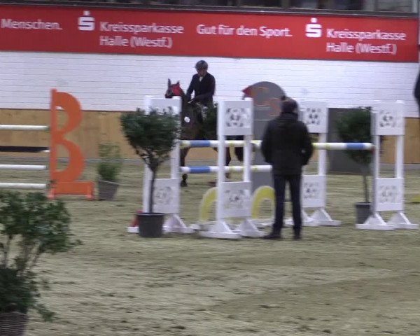 Reitturnier Steinhagen 2023