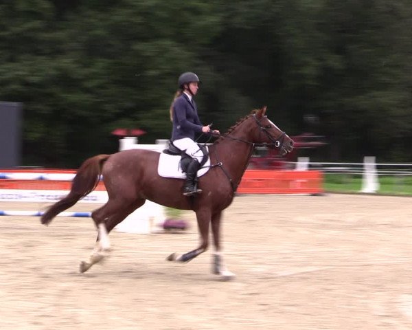Reitturnier Haltern am See 2021