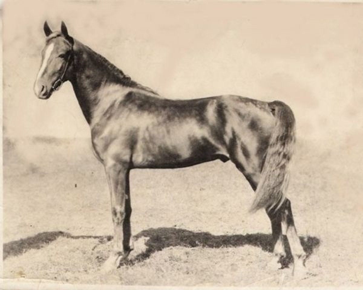 stallion Senator Knox (Morgan Horse, 1916, from Knox Morgan)