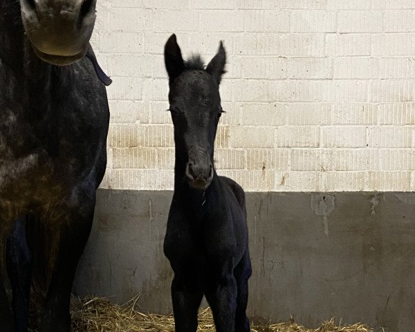 horse Elferrat PST (Westphalian, 2023, from Extra Gold)